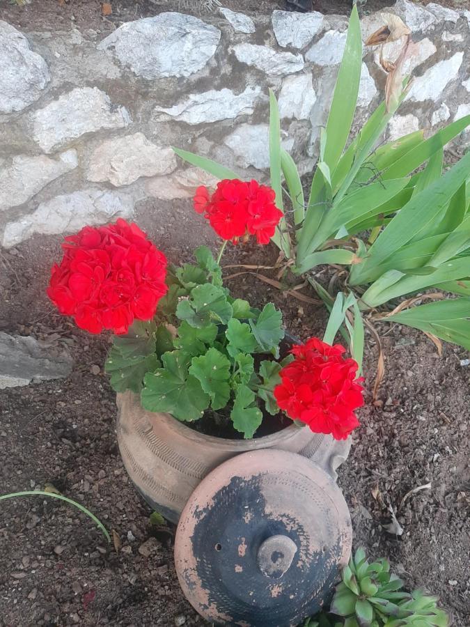Vila Eva Meduvrsje Εξωτερικό φωτογραφία